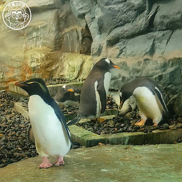 你要去哪裡【日本北海道･旭川市旭山動物園】看點滿滿的動物園