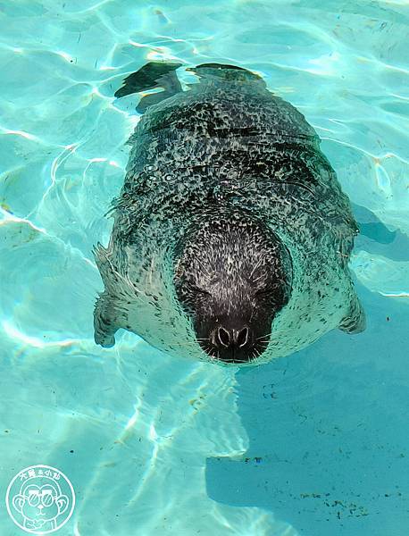 你要去哪裡【日本北海道･旭川市旭山動物園】看點滿滿的動物園