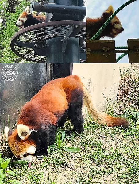 你要去哪裡【日本北海道･旭川市旭山動物園】看點滿滿的動物園