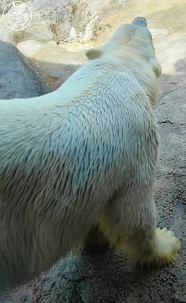 你要去哪裡【日本北海道･旭川市旭山動物園】看點滿滿的動物園