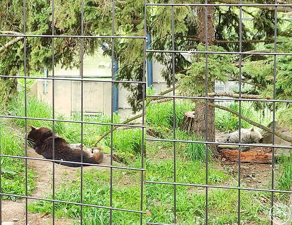 你要去哪裡【日本北海道･旭川市旭山動物園】看點滿滿的動物園