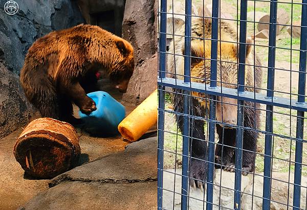 你要去哪裡【日本北海道･旭川市旭山動物園】看點滿滿的動物園