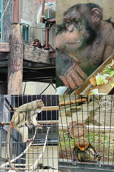 你要去哪裡【日本北海道･旭川市旭山動物園】看點滿滿的動物園