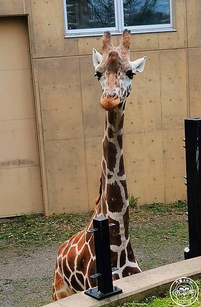 你要去哪裡【日本北海道･旭川市旭山動物園】看點滿滿的動物園