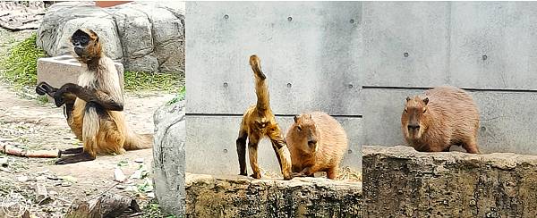 你要去哪裡【日本北海道･旭川市旭山動物園】看點滿滿的動物園