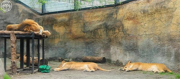 你要去哪裡【日本北海道･旭川市旭山動物園】看點滿滿的動物園