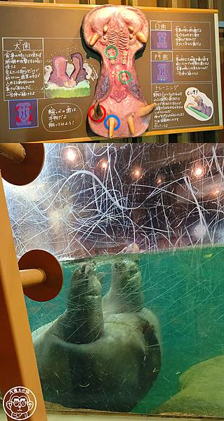 你要去哪裡【日本北海道･旭川市旭山動物園】看點滿滿的動物園