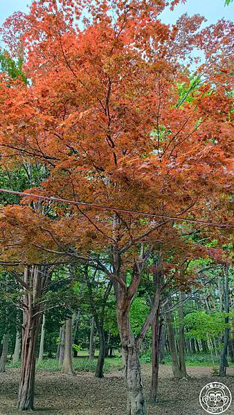 你要去哪裡【日本北海道・北海道神宮】能量景點巡禮 你要去哪裡【日本北海道・北海道神宮】能量景點巡禮