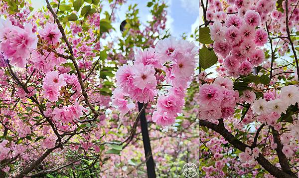 你要去哪裡【日本北海道・北海道神宮】能量景點巡禮 你要去哪裡【日本北海道・北海道神宮】能量景點巡禮
