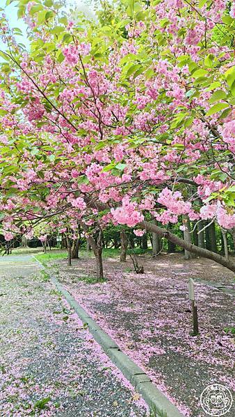 你要去哪裡【日本北海道・北海道神宮】能量景點巡禮 你要去哪裡【日本北海道・北海道神宮】能量景點巡禮
