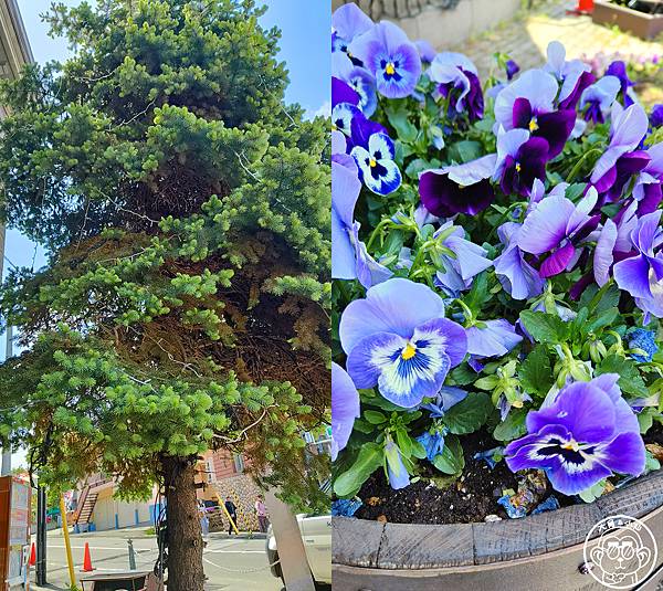 你要去哪裡【日本北海道･小樽運河一日遊】好逛好買商店街