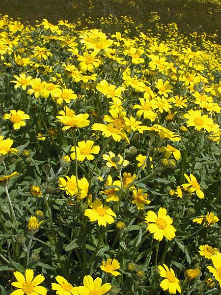 Coreopsis