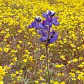 Miniature Lupine & Goldfields