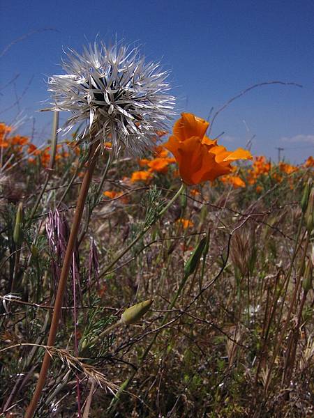 Silver Puffs and Poppy