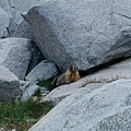 Marmot around Eagle Lake