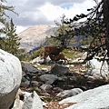 Deer - mother feeding the calf