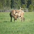 Elk at Coyote Valley