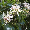 Flowers of Cape Chestnut