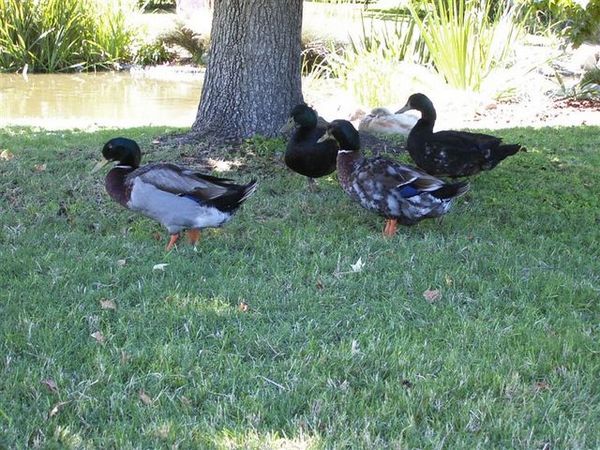 Mallards