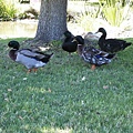 Mallards