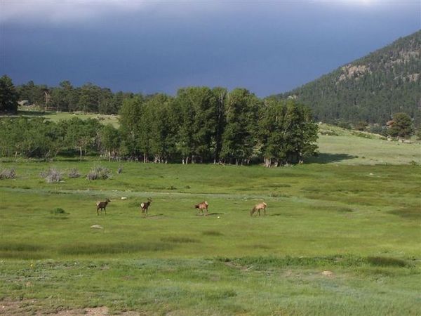 Elks on meadow of Moraine Park