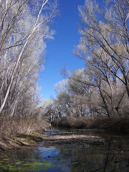 The calm but lively San Pedro River