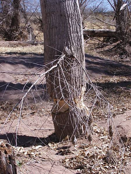 Beaver bite!