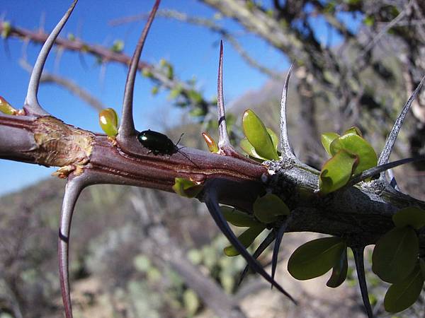 A bug on the branch of ocotillo