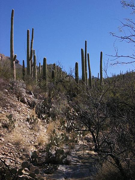 Mixwoods of cactii and mesquite