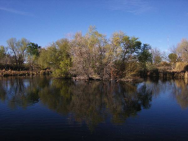 Pond and reflection