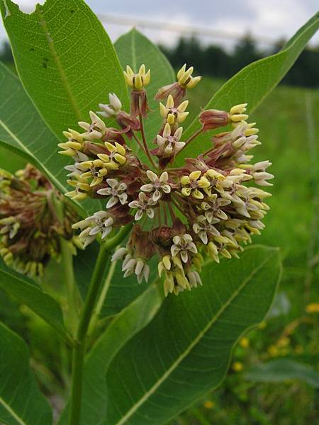 Butterfly Bush