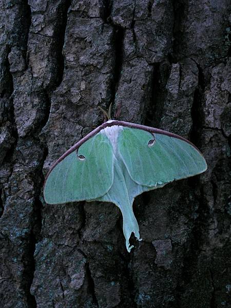 Luna Moth