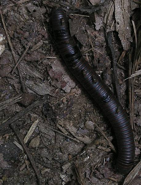 Millipede attacked by wasps