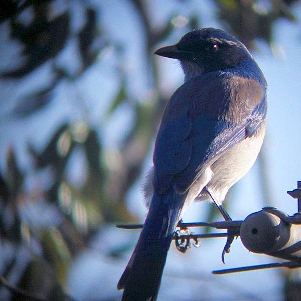 Western Scrub-Jay