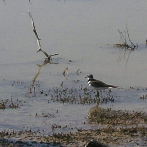 Killdeer at Unit 1