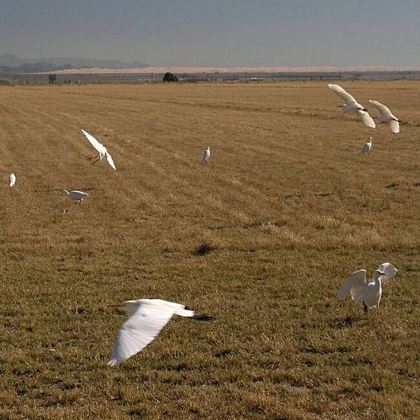 Cattle Egrets