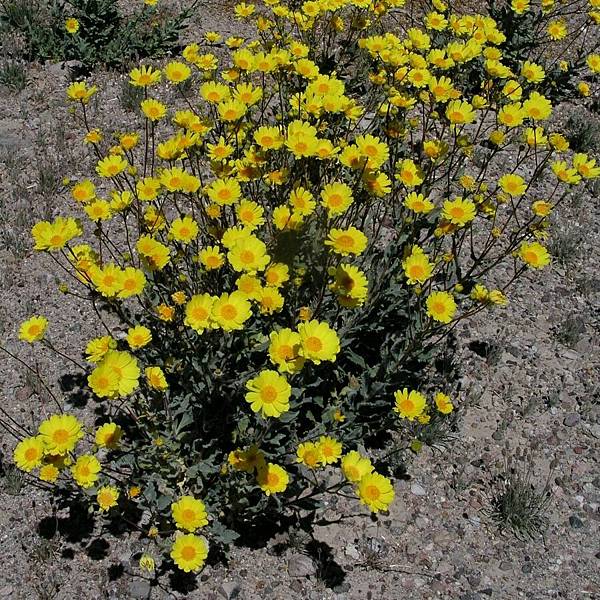 Desert Sunflower