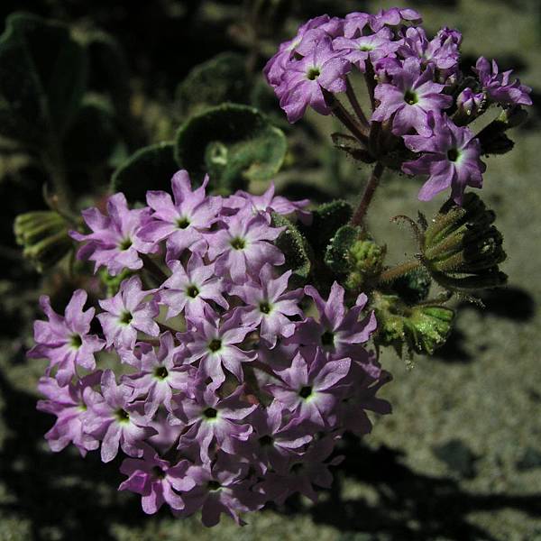 Sand Verbena