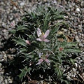 Desert Calico