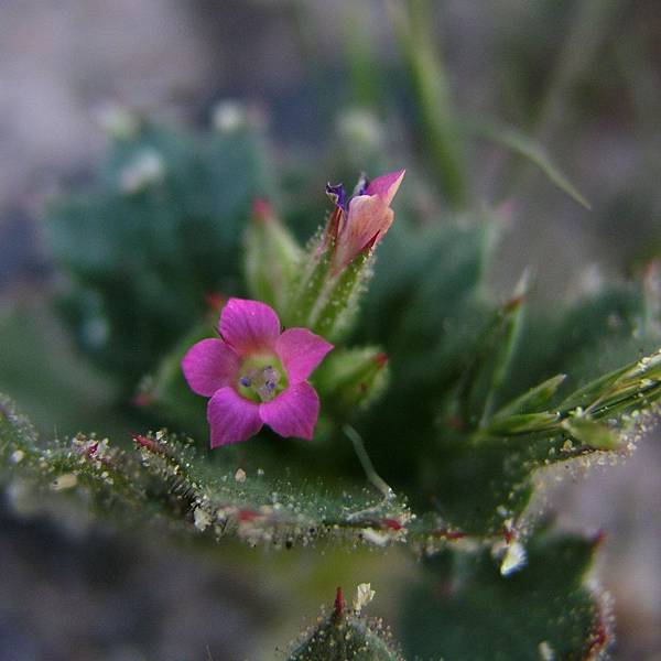 Broad-leaved Gilia