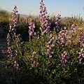 Arizona Lupine