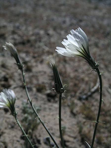 Desert Chicory