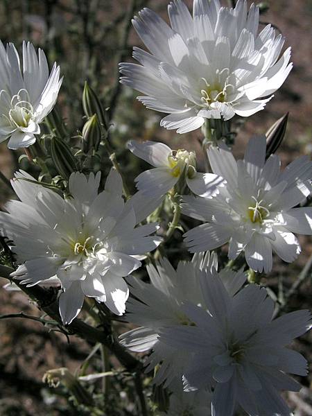 Desert Chicory