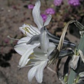 Desert Lily