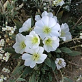 Dune Evening Primrose and Brown-Eyed Primrose