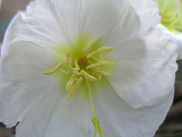 Dune Evening Primrose