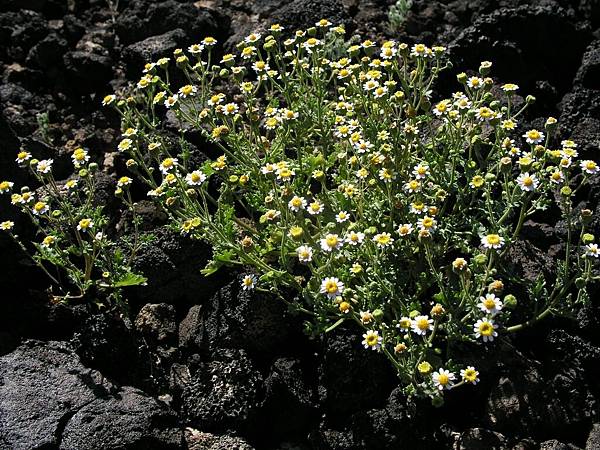 Rock Daisy