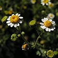 Rock Daisy