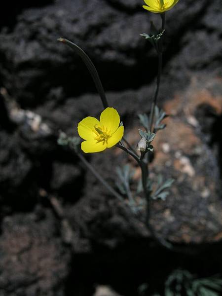 Little Gold Poppy