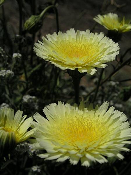 Desert Dandelion